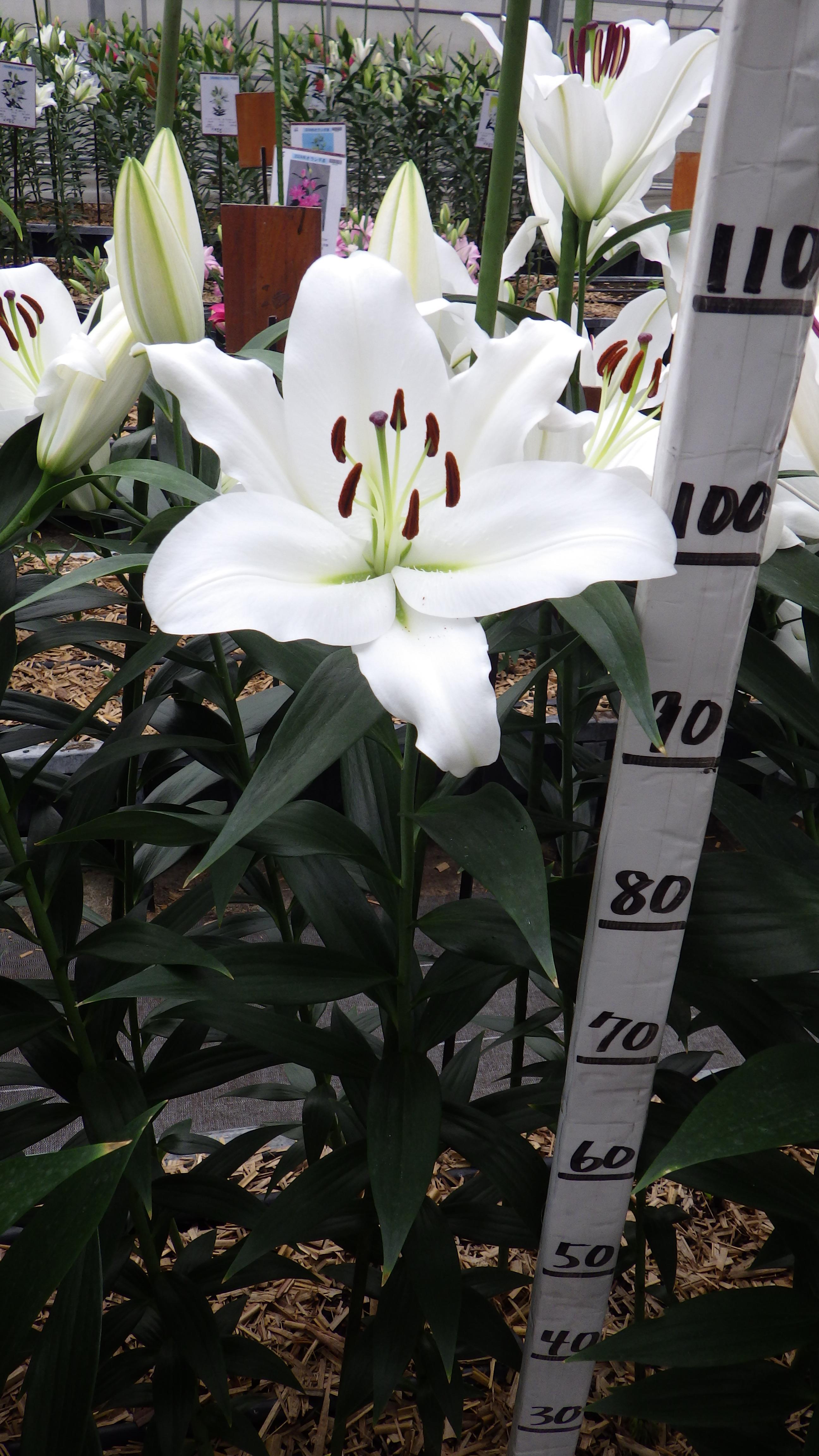 サンステファノ